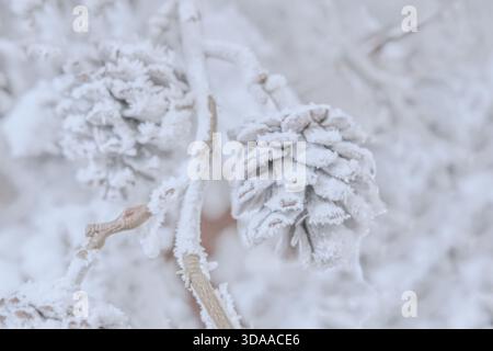 Close-up frost-covered pine cone on snowy tree branch in soft winter light. Delicate ice crystals and muted tones create calm, dreamy seasonal scene. Stock Photo