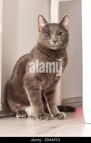 Domestic grey cat with yellow eyes sitting alertly on a wooden floor between light vertical wall sections. Stock Photo