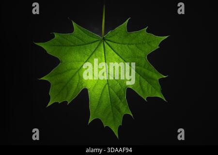 Green maple leaf isolated on a black background, backlit to reveal its detailed vein structure Stock Photo