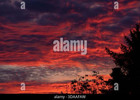 Dramatic red and purple sunset sky with illuminated clouds and silhouettes of trees in the foreground. Stock Photo
