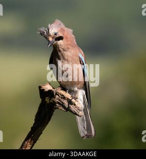 Eurasian jay (Garrulus glandarius), perched on branch, South Yorkshire, United Kingdom Stock Photo