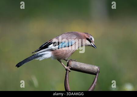 Eurasian jay (Garrulus glandarius) perched on spade handle Stock Photo