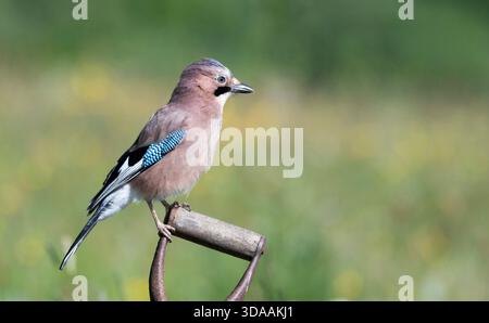 Eurasian jay (Garrulus glandarius) perched on spade handle Stock Photo