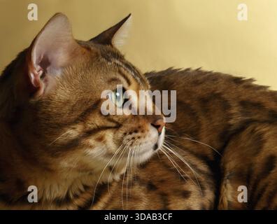 Closeup Profile Bengal Cat on Gold background Stock Photo