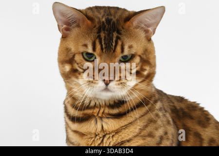 Closeup Bengal Cat with green eyes on White background Stock Photo