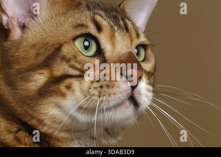 Closeup Profile Bengal Cat on Brown background Stock Photo