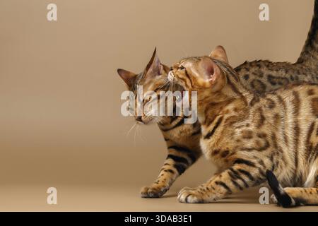 Two Bengal Cats Hissing on Brown Background Stock Photo