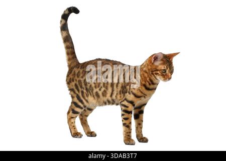 Bengal cat walking on white, side view Stock Photo