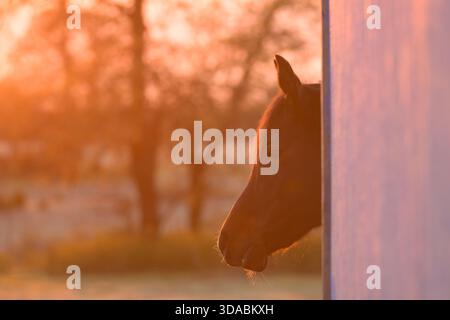 Dark bay Arabian horse peeking from behind barn corner towards rising sun in early spring, in the warm glow of the sunrise Stock Photo