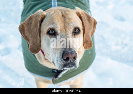 Sue the Yellow labrador retriever mix wearing a sweater in the snow staring at me to give her a treat because: Treats Stock Photo