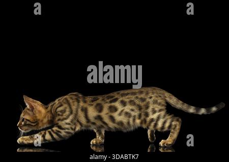 Crouching Bengal Kitty Isolated on Black Background Stock Photo