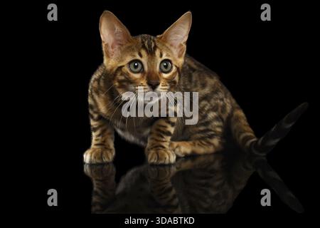 Crouching Bengal Kitty Isolated on Black Background Stock Photo