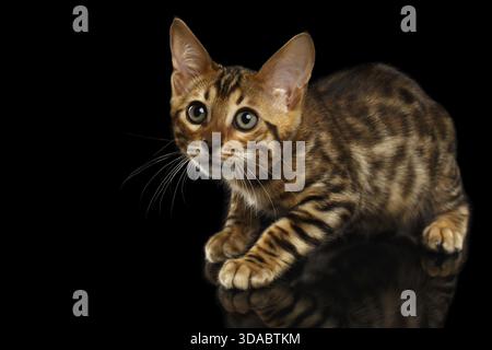 Crouching Bengal Kitty Isolated on Black Background Stock Photo
