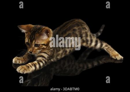Crouching Bengal Kitty Isolated on Black Background Stock Photo