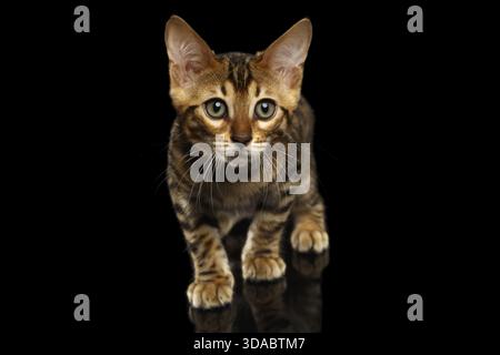 Crouching Bengal Kitty Isolated on Black Background Stock Photo