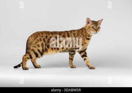 Bengal Cat playful walking on White background Stock Photo