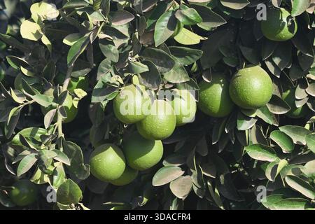 Unripe oranges on tree Stock Photo