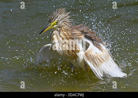 Squacco heron bathing Stock Photo