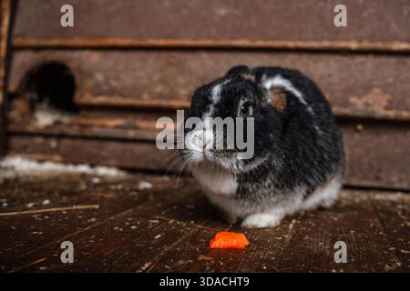 Rabbits eat carrots on a farm in a pen Stock Photo