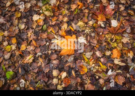 High resolution background texture of a carpet of wet, fallen autumn leaves in a Tuscan forest. The composition features a rich blend of colors with a Stock Photo