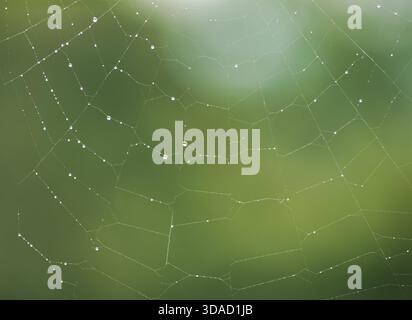 Tiny droplets of dew or rain cling to a spider web, sparkling after a fresh rainfall Stock Photo