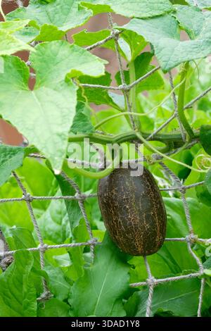 Poona Kheera, Cucumis sativus Kheera, heirloom Indian cucumber, matures from pale yellow-green to a potato-like russet brown Stock Photo