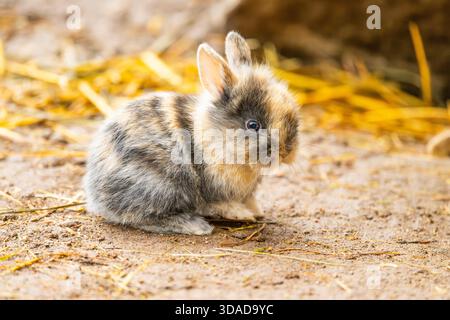 domestic rabbit (Oryctolagus cuniculus f. domestica), cute baby rabbit sitting in a rabbit enclosure Stock Photo