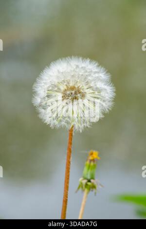 common dandelion (Taraxacum officinale), infructescence, Germany, Bavaria Stock Photo