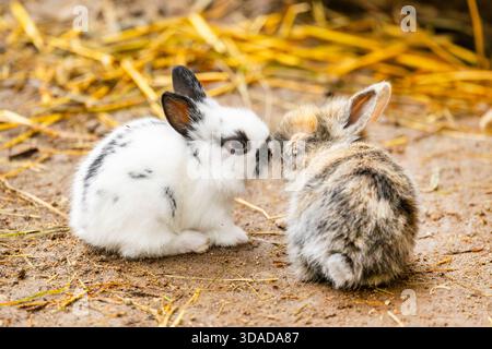 domestic rabbit (Oryctolagus cuniculus f. domestica), two cute baby rabbits sitting together in a rabbit enclosure and nosing at each other Stock Photo