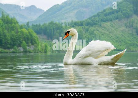 mute swan (Cygnus olor), swimming on a lake, Austria Stock Photo