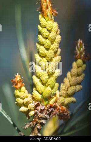 Scotch pine, Scots pine (Pinus sylvestris), branch with male inflorescences, Germany, Bavaria Stock Photo