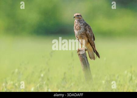 Eurasian buzzard (Buteo buteo), sitting on a wooden post, Italy, Viterbo; Roma Stock Photo