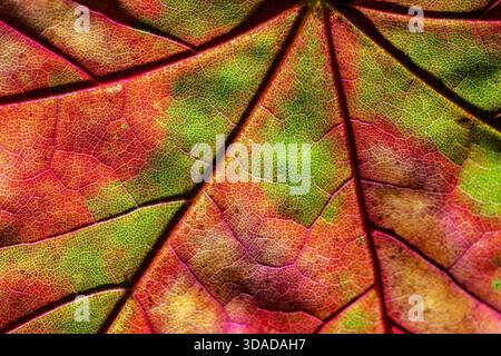 Norway maple (Acer platanoides), Maple leaf in backlight, Germany Stock Photo
