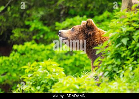 European brown bear, Eurasian brown bear, common brown bear, common bear, European bear (Ursus arctos arctos), looking out a shrub, portrait, Austria Stock Photo