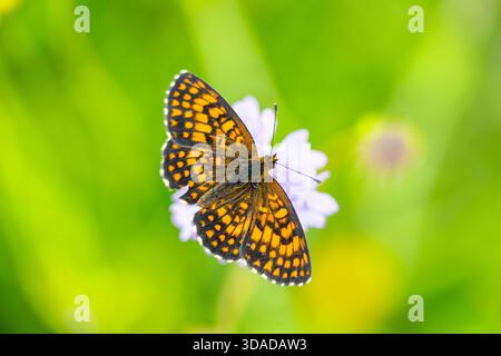 heath fritillary (Melitaea athalia, Mellicta athalia), on a flower, top view, Austria Stock Photo