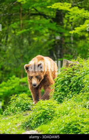 European brown bear, Eurasian brown bear, common brown bear, common bear, European bear (Ursus arctos arctos), walking through the forest, Austria Stock Photo