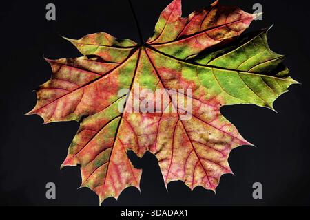 Norway maple (Acer platanoides), Maple leaf in backlight, Germany Stock Photo