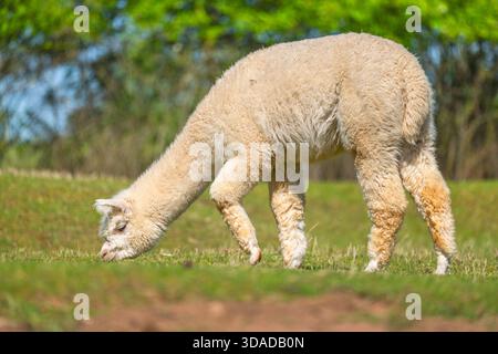 alpaca (Lama pacos, Vicugna pacos), grazing on a meadow, Germany, Bavaria Stock Photo
