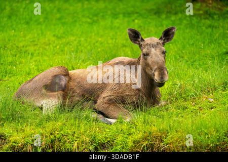 elk, European moose (Alces alces alces), lying in a meadow, Austria Stock Photo
