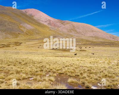 Grassy plain grazed by sheep cows goats and wild donkeys at 4300 metres in the high Andes of Northern Argentina near Tilcara South America Stock Photo