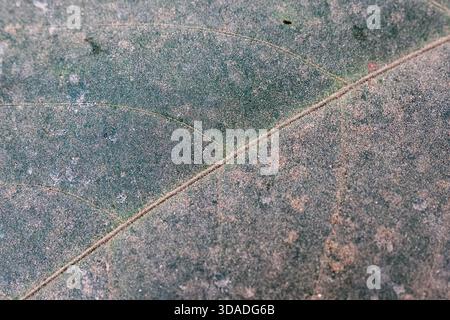 Minimalist aerial drone view of straight path across natural field. remote landscape creates quiet, textured background with an abstract pattern and d Stock Photo