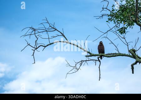 Portrait of a Crested Serpent Eagle (Spilornis cheela) perched in a tree, Malaysia Stock Photo