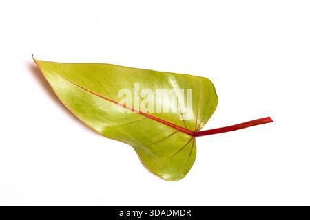 Close up Philodendron blush leaf, botanical design and pattern on a white background Stock Photo