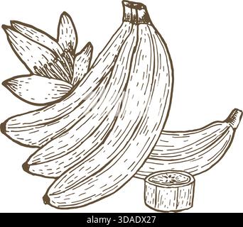 Vector banana with flower composition. Whole, slice and halves tropical fruit. Ink drawing vector illustration. Sketch line art. Stock Vector
