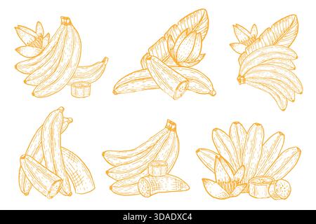 Yellow outline bananas vector illustration isolated. Banana halves and slice, branches. Stock Vector