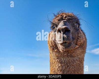 A close-up portrait of a llama against a clear blue sky, highlighting its expressive face and textured fur in natural outdoor ligh Stock Photo