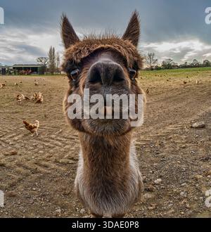 A llama stands close to the camera on open farmland with free-range chickens in the background, captured in a wide-angle low-view perspective. Stock Photo