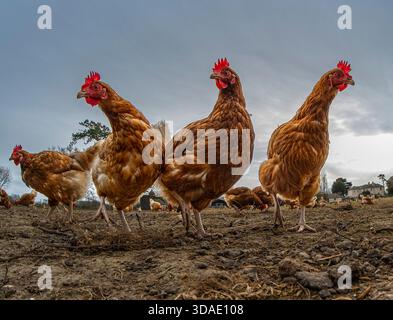 Three free-range hens stand together in the foreground as the rest of the flock forages behind them on open farmland. Stock Photo