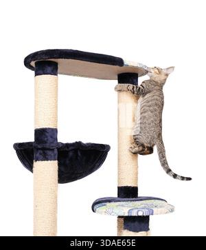 Cat climbing cat tree. Cute tabby kitten hanging off scratching post. Crazy kitty cat enjoying playtime. Pet furniture and enrichment. Stock Photo