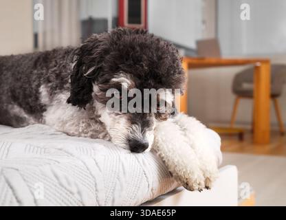 Small dog lying on bed or sofa. Black and white puppy dog with head paws. Sad or bored body language. Cute white raised eye brows. Stock Photo